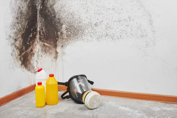 Best Bathroom Mold Remediation in Allen Park, MI