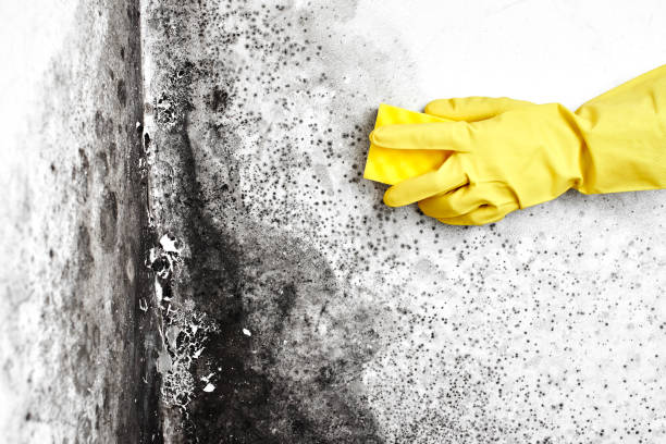 Best Basement Mold Remediation in Allen Park, MI