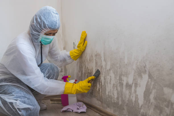 Best Black Mold Remediation in Allen Park, MI