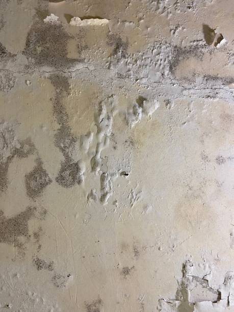 Best Residential Mold Remediation in Allen Park, MI