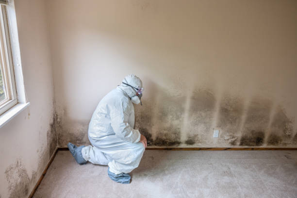 Best Post-Flood Mold Remediation in Allen Park, MI