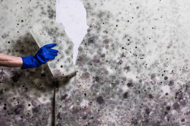 Best DIY Mold Remediation Support Services in Allen Park, MI