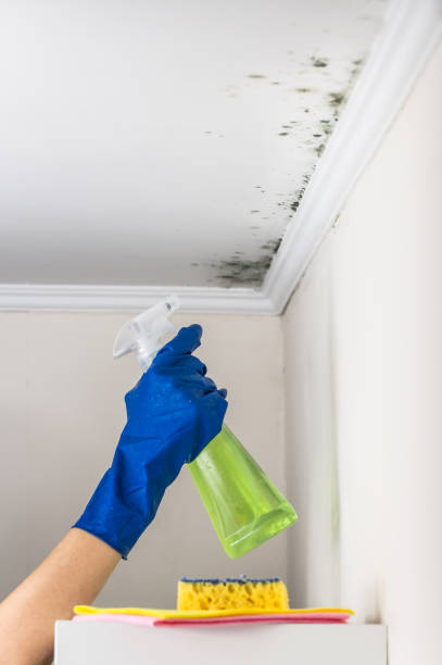 Professional Mold Remediation in Allen Park, MI