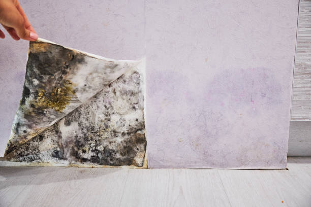  Allen Park, MI Mold Removal Pros